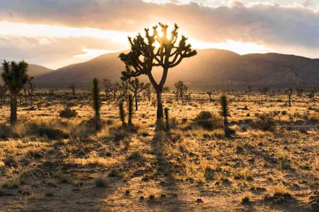 Villa New! Jt Sunshine House Cozy, Artsy & Comfy, Dog Friendly, 3Bd Joshua Tree Exterior foto
